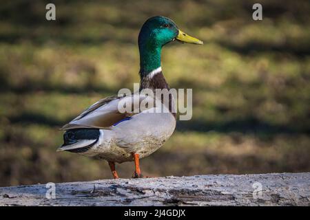 Canard sauvage avec une tête verte assise sur un arbre Banque D'Images