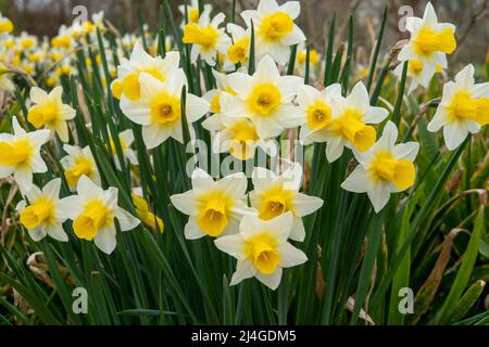 le jaune vif jonque un signe de printemps Banque D'Images