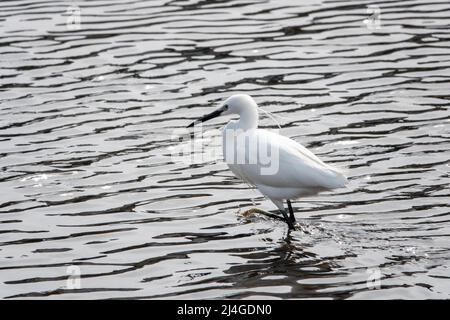 egret un petit héron blanc qui passe dans l'eau Banque D'Images