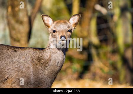 Gros plan d'un jeune cerf sika regardant dans l'appareil photo Banque D'Images