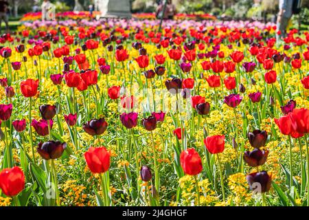 LONDRES, ROYAUME-UNI. 15 avril 2022 . Une exposition colorée de fleurs de tulipe dans les jardins de Whitehall baigné de soleil de printemps chaud sur ce qui est le jour le plus chaud de l'année jusqu'à présent le vendredi Saint, car les températures devraient augmenter au cours des vacances de pâques à 22 celsius. Credit: amer ghazzal / Alamy Live News Banque D'Images