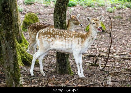 Parc animalier dans la forêt de Grafenberg, cerf de Virginie Banque D'Images