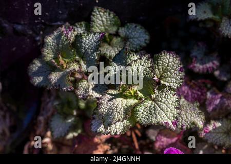 Lamium maculatum «Beacon Silver» Banque D'Images