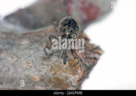 Charançon de la fleur de pomme (Anthonomus pomorum). Un des ravageurs les plus importants des pommiers dans les vergers et les jardins. Banque D'Images