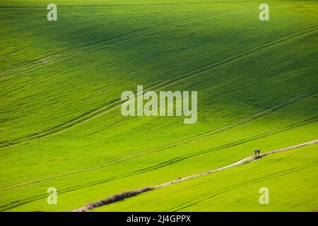 Après-midi de printemps dans le parc national des South Downs, East Sussex, Angleterre. Banque D'Images