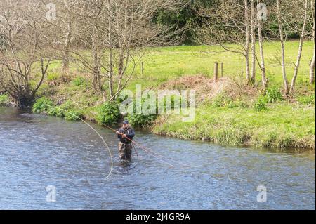 Innishannon, West Cork, Irlande. 15th avril 2022. On voit un homme pêcher à la mouche dans la rivière Bandon, non loin d'Innishannon dans l'ouest de Cork. La saison de pêche à la mouche culmine entre avril et octobre chaque année. Crédit : AG News/Alay Live News Banque D'Images