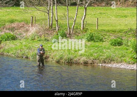 Innishannon, West Cork, Irlande. 15th avril 2022. On voit un homme pêcher à la mouche dans la rivière Bandon, non loin d'Innishannon dans l'ouest de Cork. La saison de pêche à la mouche culmine entre avril et octobre chaque année. Crédit : AG News/Alay Live News Banque D'Images