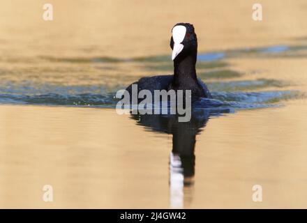 Un coot dans un parc, Ziegeleipark Heilbronn, Allemagne, Europe Banque D'Images