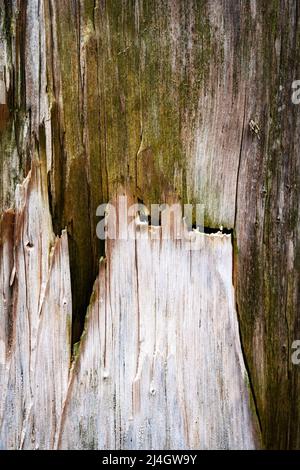 Arrière-plan ou texture détail du vieux bois avec fissure et mousse verte Banque D'Images