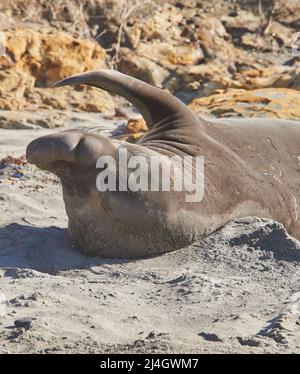 phoque d'éléphant du nord reposant sur la plage (M. Angustirostris) Banque D'Images