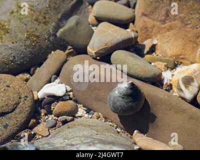 Periwinkle comestible commun, Littorina littorea, dans un rockpool, Cornwall, Royaume-Uni Banque D'Images