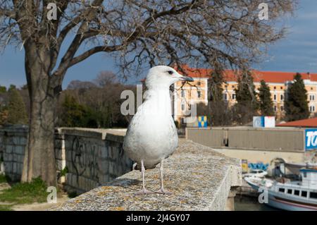 Mouette Caspienne, Larus cachinnans, debout sur le mur de pierre, à Zadar, Croatie Banque D'Images