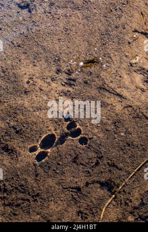 Les striders d'eau, la famille des insectes Gerridae, qui se trouvent dans les eaux de Mitchell Creek, dans la région naturelle de Clay Cliffs, à Big Rapids, Michigan, États-Unis Banque D'Images