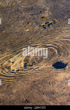 Water Striders, famille d'insectes Gerridae, promenade sur les eaux de Mitchell Creek dans la région naturelle de Clay Cliffs à Big Rapids, Michigan, États-Unis Banque D'Images