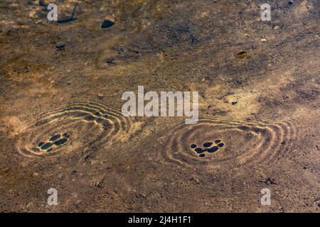 Water Striders, famille d'insectes Gerridae, promenade sur les eaux de Mitchell Creek dans la région naturelle de Clay Cliffs à Big Rapids, Michigan, États-Unis Banque D'Images