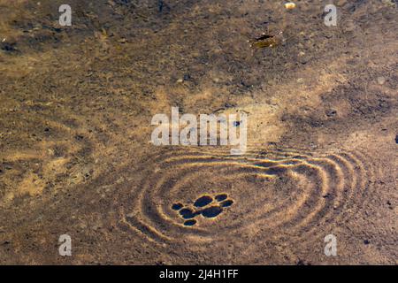 Water Striders, famille d'insectes Gerridae, promenade sur les eaux de Mitchell Creek dans la région naturelle de Clay Cliffs à Big Rapids, Michigan, États-Unis Banque D'Images