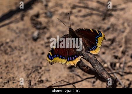 Manteau de deuil, Nymphalis antiopa, papillon actif début avril, zone naturelle de Clay Cliffs à Big Rapids, Michigan, États-Unis Banque D'Images