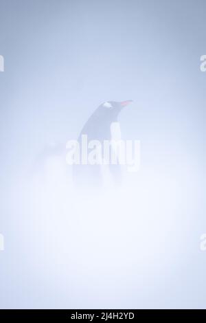 Manchot Gentoo debout en profil dans blizzard Banque D'Images