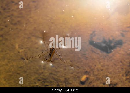 Water Striders, famille d'insectes Gerridae, promenade sur les eaux de Mitchell Creek dans la région naturelle de Clay Cliffs à Big Rapids, Michigan, États-Unis Banque D'Images