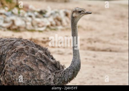 Portrait d'un autruche (Struthio camelus) en profil regardant vers l'avant avec son long cou et de belles plumes Banque D'Images