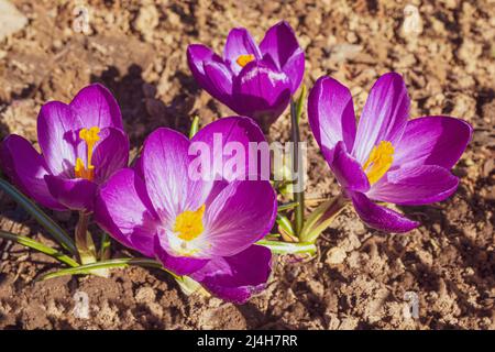 Le crocus bleu-violet est une plante de la famille des iris. Banque D'Images