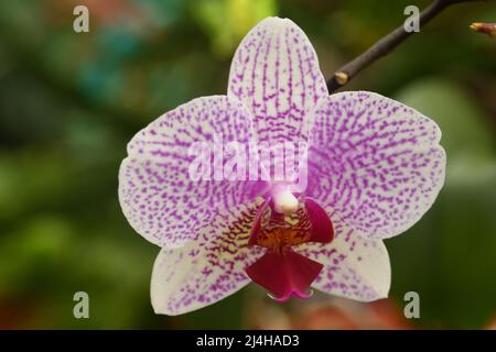 Gros plan de Phalaenopsis Orchid avec fond de bokeh vert. Banque D'Images