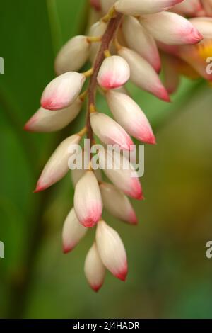 Coquillage/papillon (Alpinia zerumbet) boutons de fleurs de plantes. Banque D'Images