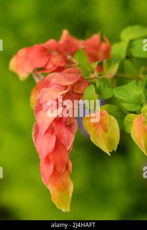 Macrophotographie d'une plante de crevettes (Justicia brandegeana) montrant des couleurs jaune, orange et vert avec un fond vert agréable. Banque D'Images