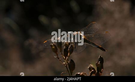 Une petite libellule. Créatif. Un insecte avec des ailes transparentes se trouve dans l'herbe. L'avantage des nuances de gris foncé. Banque D'Images