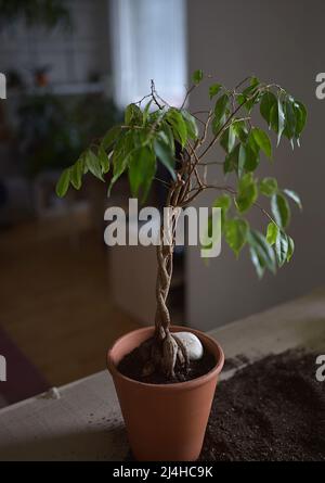 la plante du foyer ficus benjamina transplanté dans un nouveau pot Banque D'Images