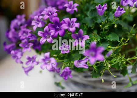 Campanula persicifolia (feuilles de pêche de Bellflower, Campanula persan ou bâton Jacob), fleurs de cloche pourpres en panier en osier à vendre. Fleuriste Banque D'Images