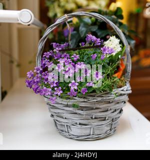 Campanula persicifolia (feuilles de pêche de Bellflower, Campanula persan ou bâton Jacob), fleurs de cloche pourpres en panier en osier à vendre. Fleuriste Banque D'Images