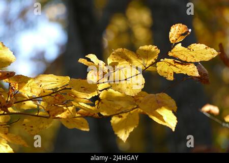 Lumière du soleil à travers les feuilles en automne Banque D'Images