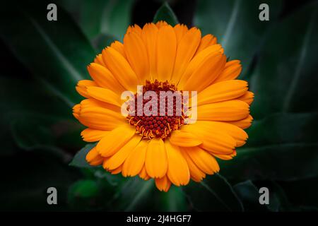 Orange pot marigold ou anglais marigold (Calendula officinalis) fleur sur fond de feuille. La beauté dans la nature. Banque D'Images