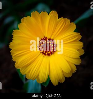 Marigold jaune ou marigold anglais (Calendula officinalis) fleur sur fond de feuille. La beauté dans la nature. Banque D'Images