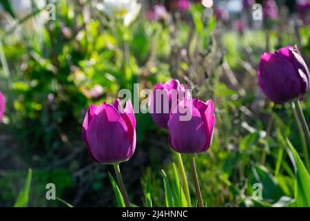 Champs sur lesquels fleurissent des tulipes violettes. Champ tulipe. Champ avec tulipes violettes. Banque D'Images