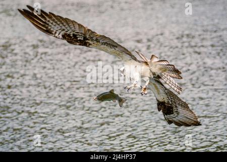 Osprey essayant de voler une truite comme un pêcheur à la ligne essaie de la enrouler. Montre de l'attrait dans la bouche du poisson. Capturé dans le comté de Shasta, Californie, États-Unis. Banque D'Images