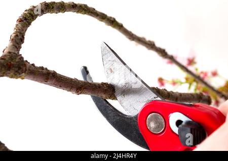 Élagage des arbres et élagage des branches mortes concept avec sécateurs élagage d'une branche d'arbre sur un fond blanc. L'élagage est un horticole et sylvicole Banque D'Images
