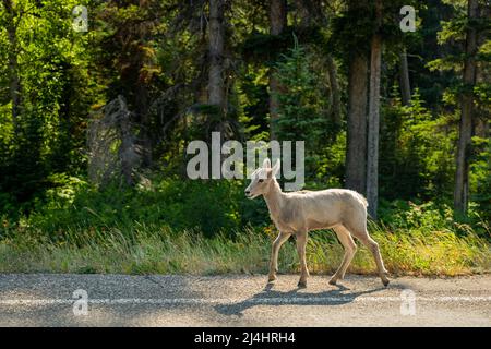 Jeunes gens de la Grande Horn Sheep Wanders sur le côté de la route pavée dans le parc national des Glaciers Banque D'Images