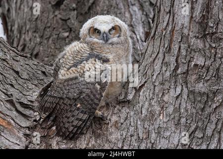 Grand hibou des cornes (Bubo virginianus), owlet souffrant d'influenza aviaire hautement pathogène (IAHP). Il est mort plus tard au Raptor Centre. Banque D'Images