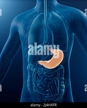 Les droits de l'estomac, illustration Banque D'Images