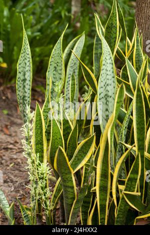 Grappe de feuilles vertes et jaunes et de fleurs blanches crémeuses de Sansevieria trifasciata 'Laurentii', plante de serpent, langue maternelle Banque D'Images