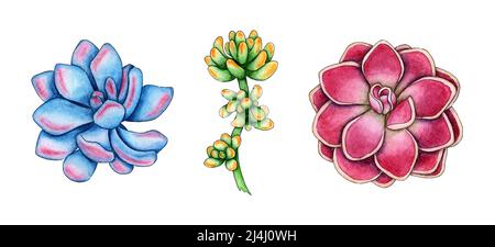 Ensemble d'illustrations aquarelles de différents sucrants. Il est parfait pour les cartes postales, les affiches, les bannières, les invitations, les cartes de vœux, imprime. Isolé o Banque D'Images