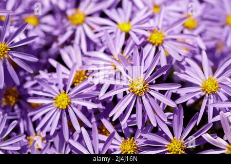 L'Aster arbuste dans le métier à tisser. Santa Cruz, Californie, États-Unis. Banque D'Images