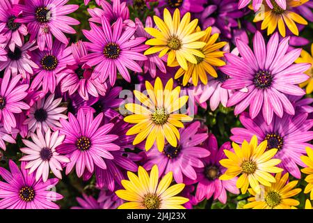 Mélange de couleurs de pâquerettes africaines, Osteospermum ecklonis, Asteraceae Banque D'Images