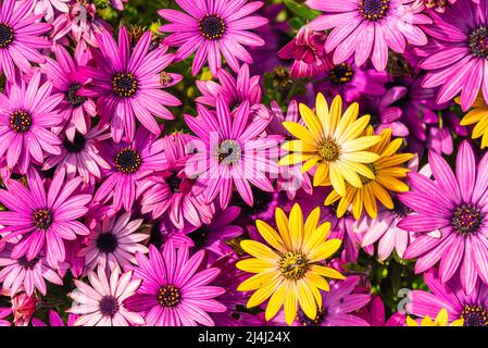 Mélange de couleurs de pâquerettes africaines, Osteospermum ecklonis, Asteraceae Banque D'Images
