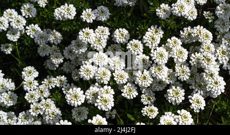 Une plantation de tuft de bonbons, Iberis sempervirens, en fleur. Kit jardin botanique, Karlsruhe, Allemagne, Europe Banque D'Images