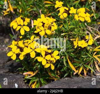 La laque d'or (fleur de mur) est une plante ornementale de la famille le crucifère Banque D'Images