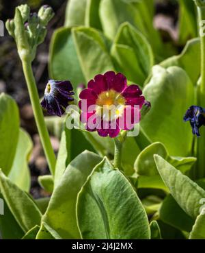 Auricula, oreille de l’ours (Primula auricula). Karlsruhe, Allemagne Banque D'Images