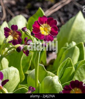 Auricula, oreille de l’ours (Primula auricula). Karlsruhe, Allemagne Banque D'Images